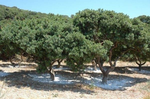 (For Sale) Land Agricultural Land  || Chios/Mastichochoria - 1 Sq.m, 25.000€ 